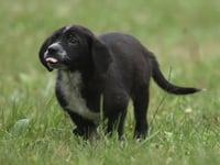 Willy - Photo 6