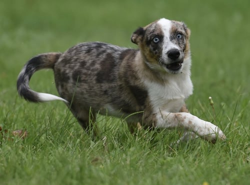 MANDON - Australian Cattle Dog/Blue Heeler for adoption in Harrisburg