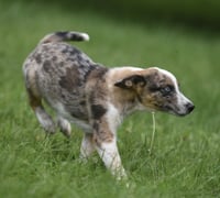 Mandon - Photo 5