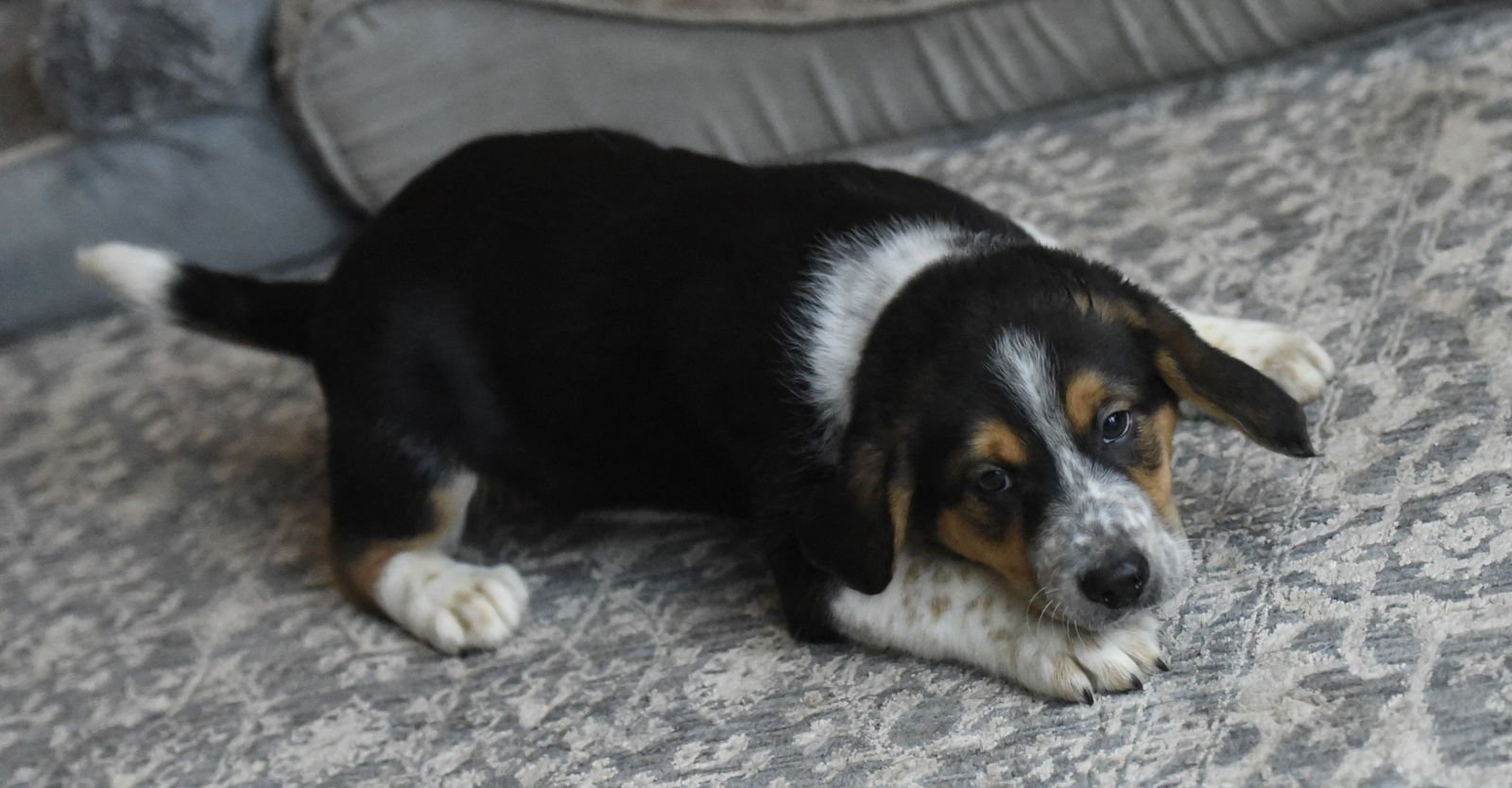 PENN - Beagle / Border Collie available for adoption