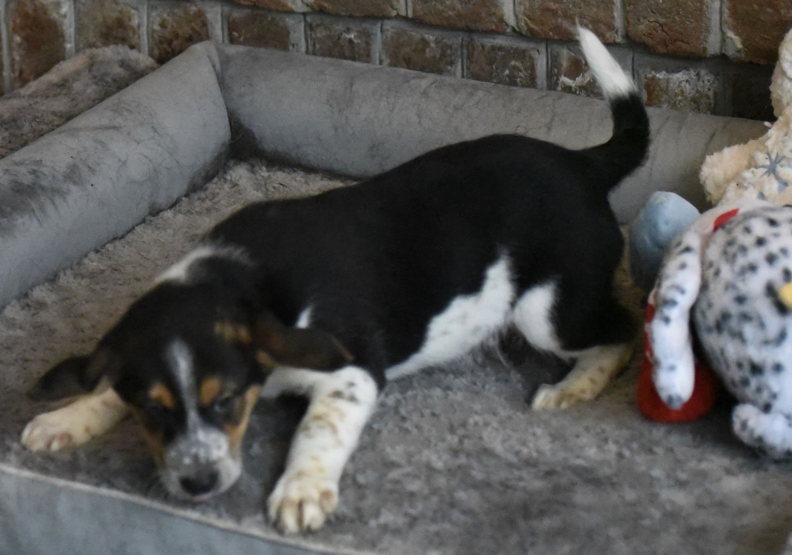 PENN - Beagle / Border Collie available for adoption