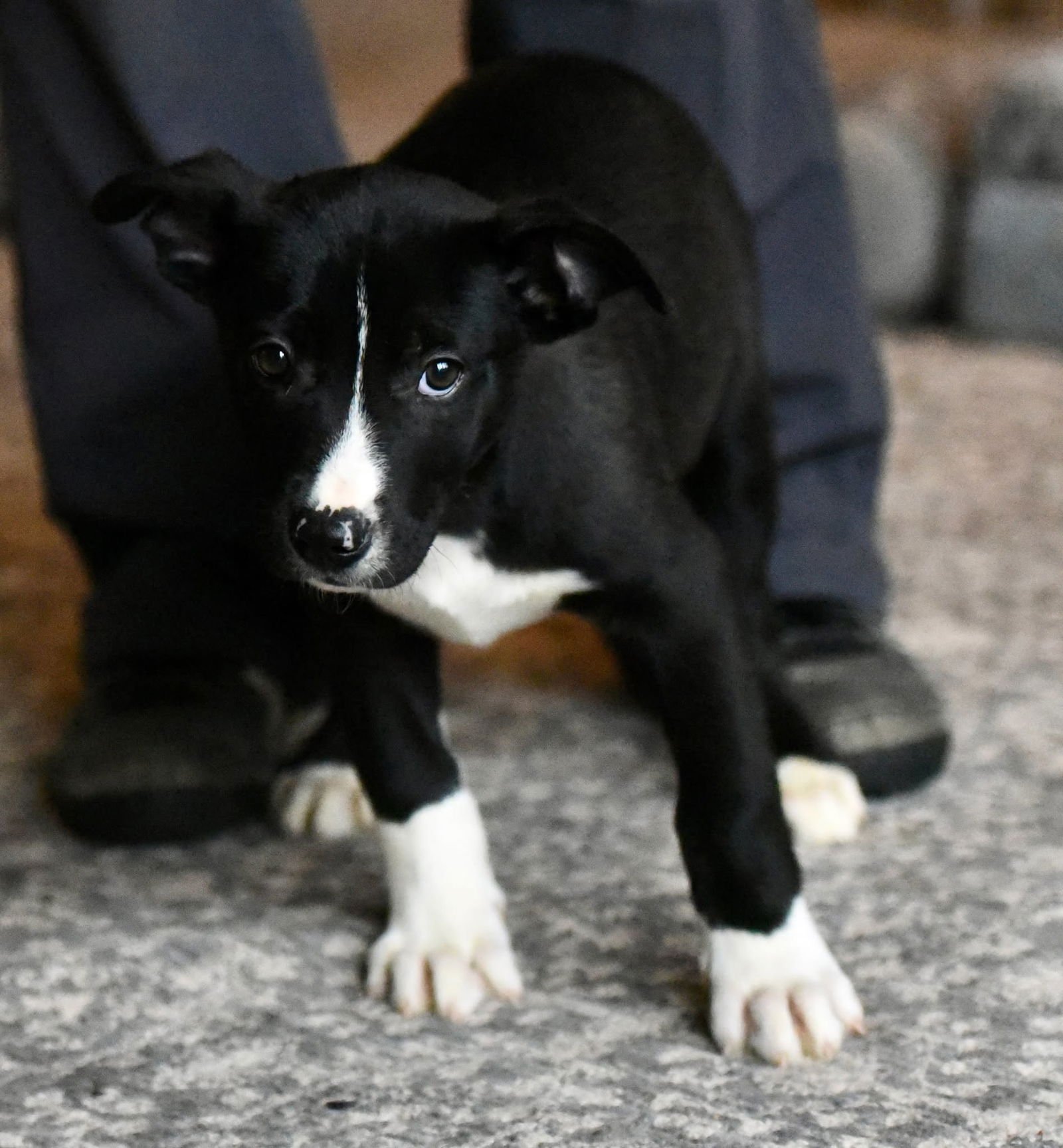 DARIAN - American Bulldog / Labrador Retriever available for adoption