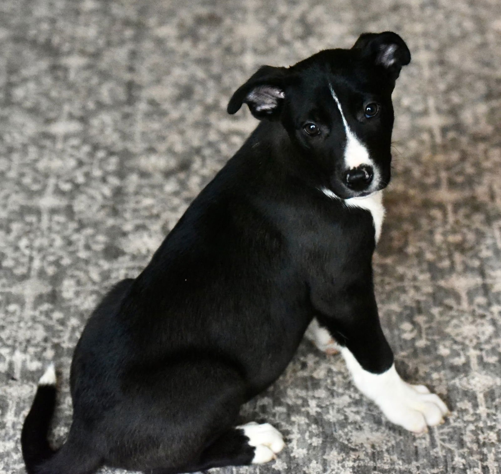 DARIAN - American Bulldog / Labrador Retriever available for adoption