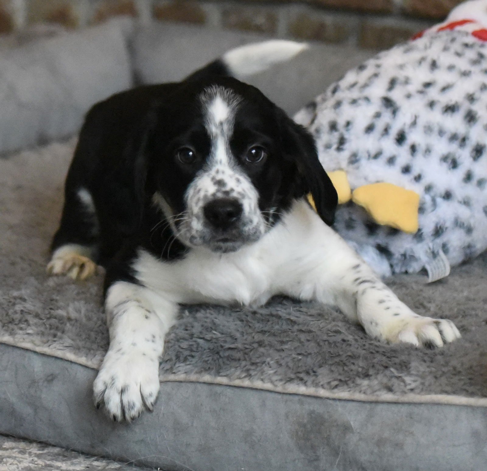 PHILLIP - Beagle / Border Collie available for adoption