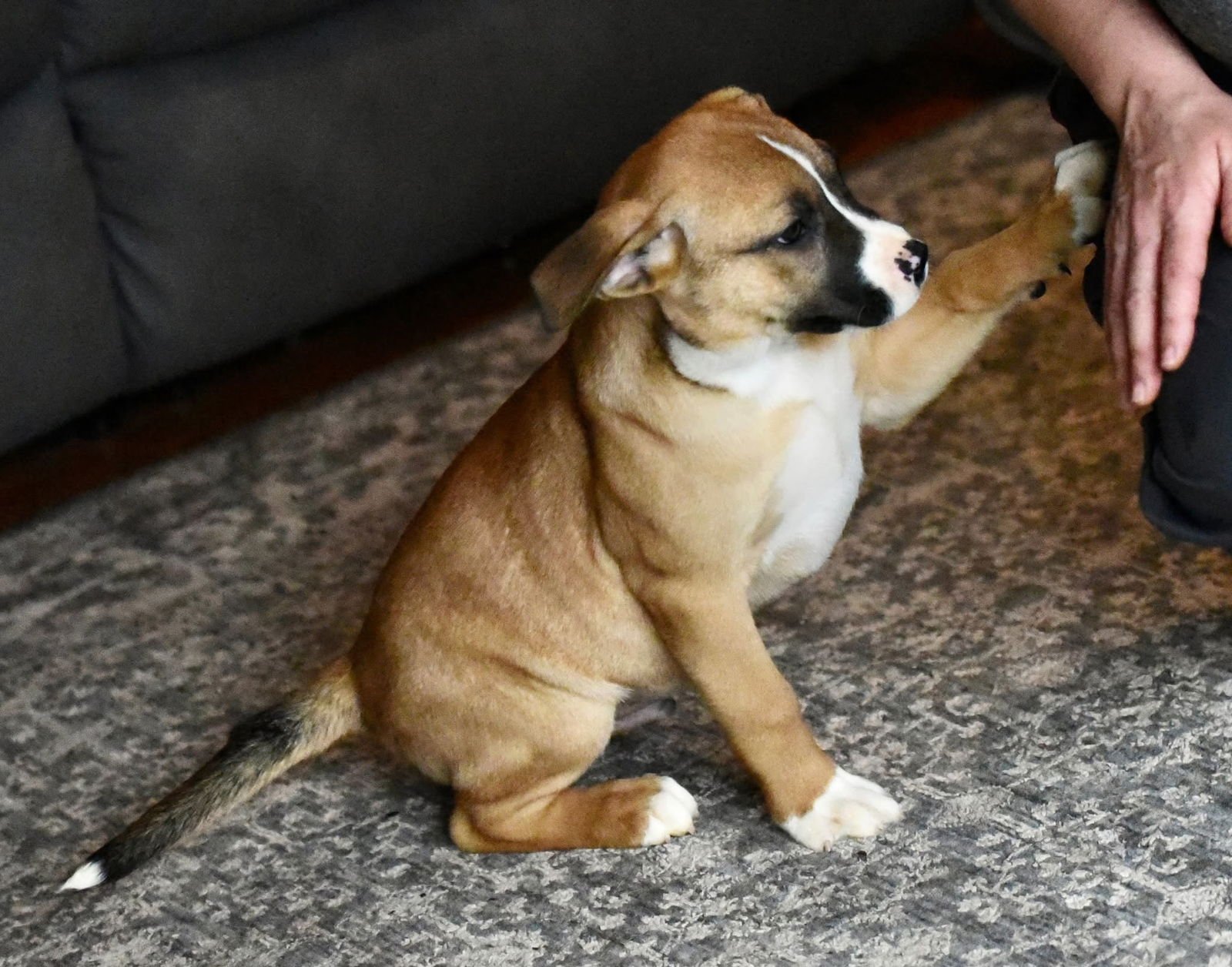 DEVIN - American Bulldog / Labrador Retriever available for adoption