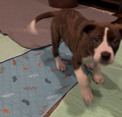 TUCKER - Beagle / Boxer available for adoption