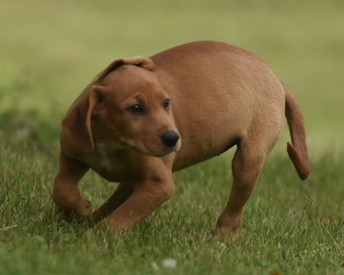 NELLY - Labrador Retriever / Hound available for adoption
