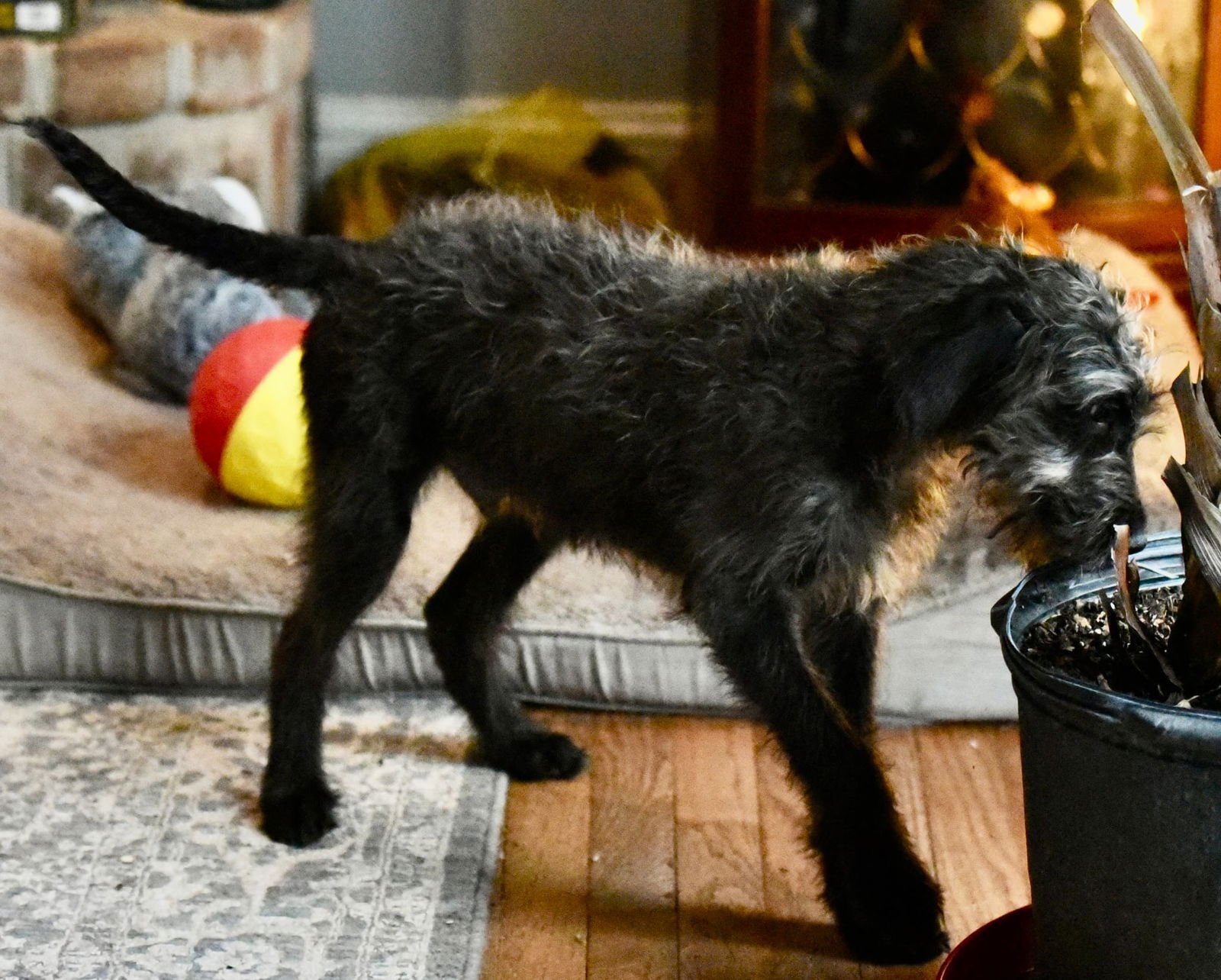 VIGGO - Poodle (Miniature) available for adoption