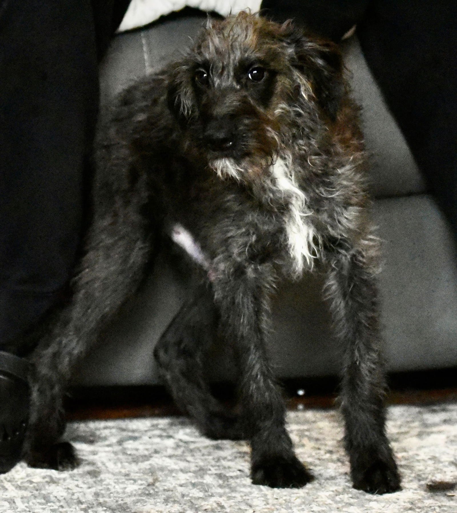 VIGGO - Poodle (Miniature) available for adoption