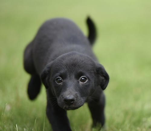 SCARLETT - Labrador Retriever / Border Collie available for adoption