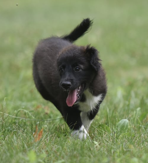 COURTNEY - Border Collie / Great Pyrenees available for adoption