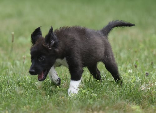 COURTNEY - Border Collie / Great Pyrenees available for adoption