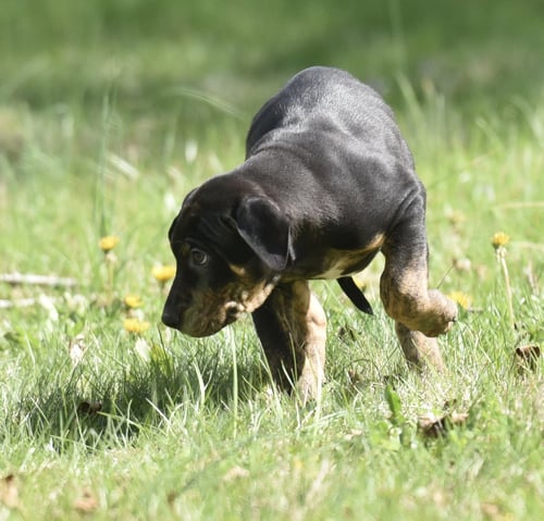 PRESTON - Pit Bull Terrier available for adoption