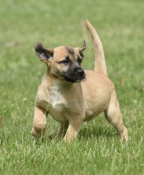 ATKINS - Australian Shepherd / Shepherd for adoption in Harrisburg