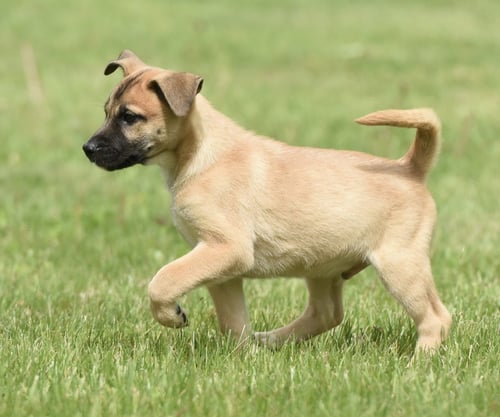 ATKINS - Australian Shepherd / Shepherd available for adoption