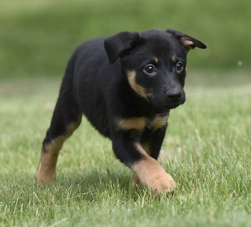 SIMONE - Labrador Retriever / Border Collie for adoption in Harrisburg