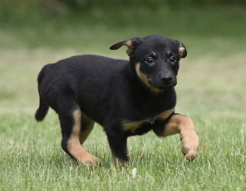 SIMONE - Labrador Retriever / Border Collie available for adoption