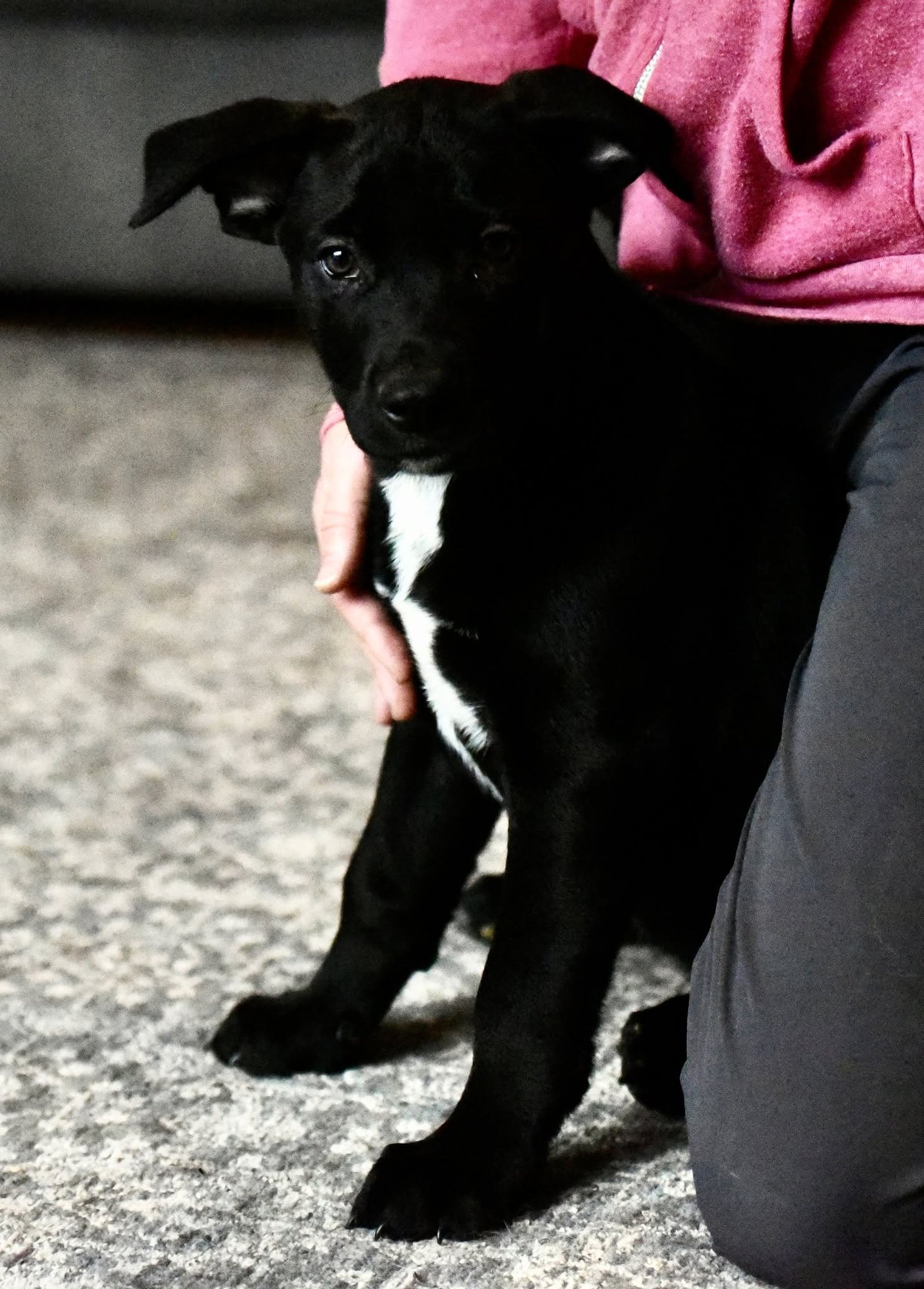 DAMON - American Bulldog / Labrador Retriever available for adoption