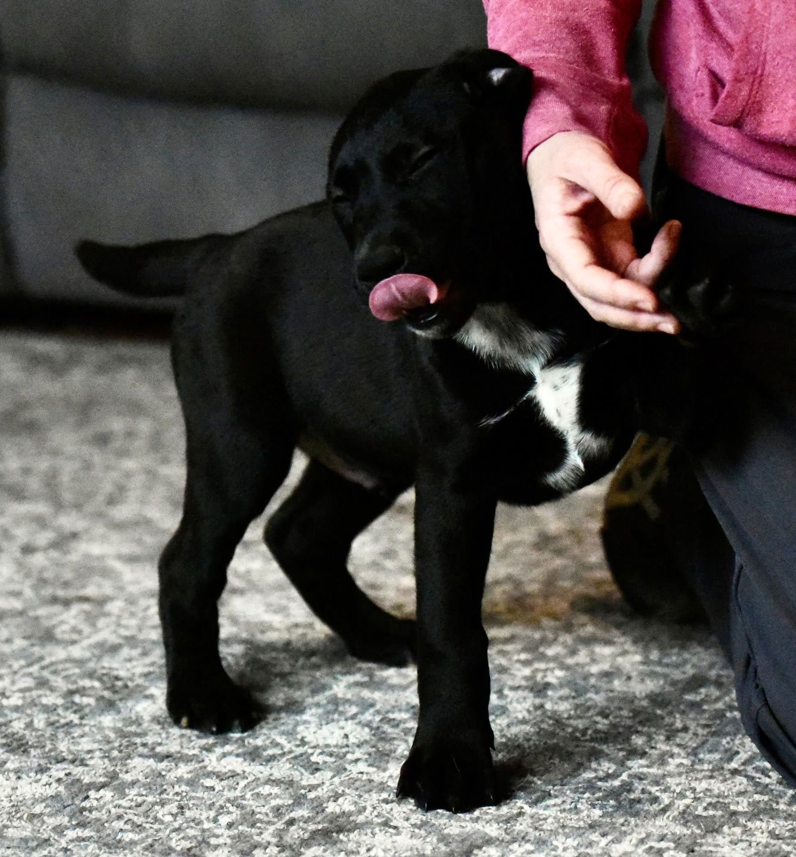 DAMON - American Bulldog / Labrador Retriever available for adoption