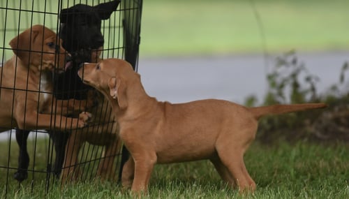 NORTH - Labrador Retriever / Hound for adoption in Harrisburg