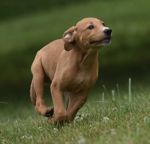 NORTH - Labrador Retriever / Hound available for adoption