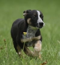Ronan - Photo 2