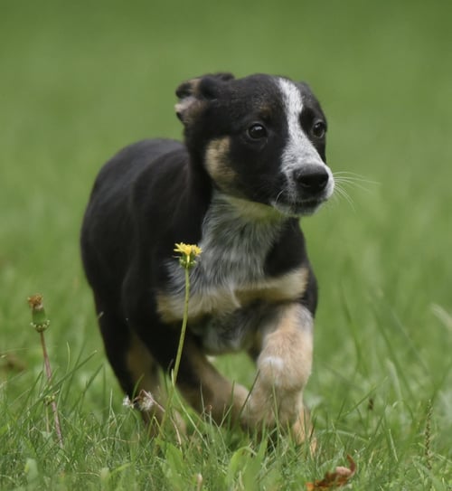 RONAN - Shepherd / Australian Cattle Dog/Blue Heeler available for adoption