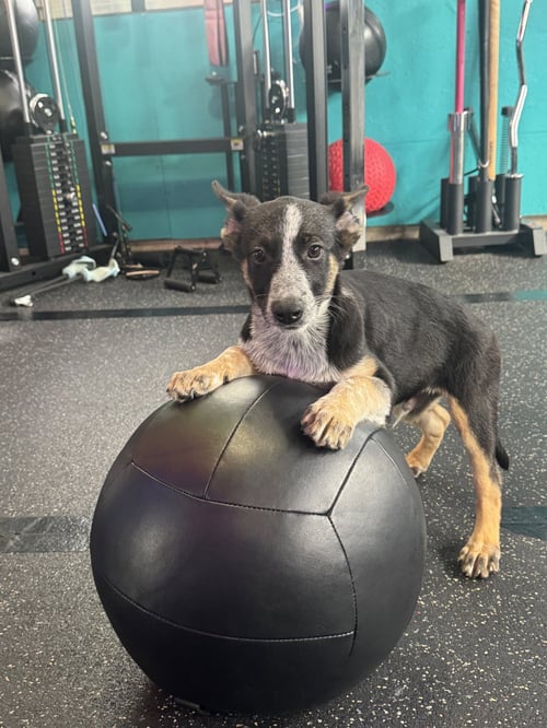 RONAN - Shepherd / Australian Cattle Dog/Blue Heeler for adoption in Harrisburg