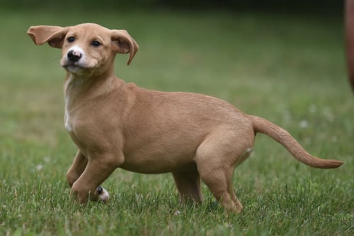 NIGELLA - Labrador Retriever / Hound for adoption in Harrisburg