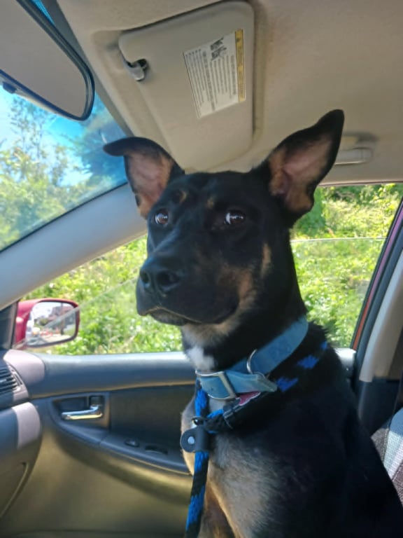 Bailey Image