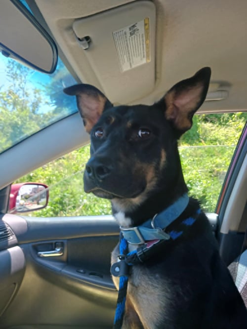 BAILEY - Rottweiler / German Shepherd Dog for adoption in Harrisburg