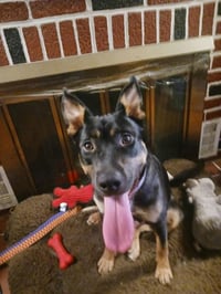 Bailey - Photo 2