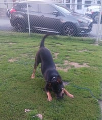 Bailey - Photo 4