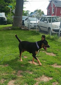 Bailey - Photo 5