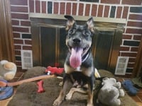 Bailey - Photo 6