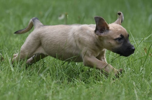 SYLVIA - Terrier / Boxer available for adoption