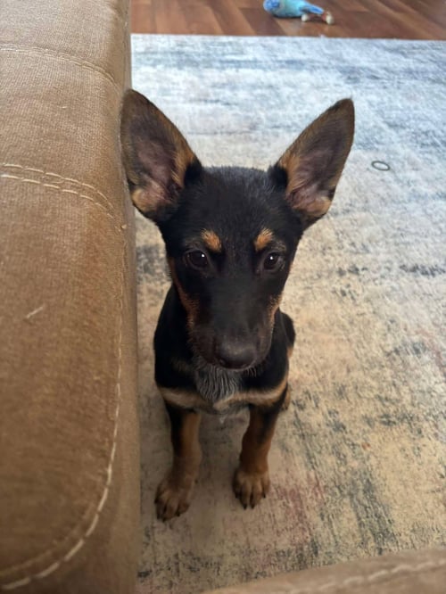 RAYA - Shepherd / Australian Cattle Dog/Blue Heeler for adoption in Harrisburg