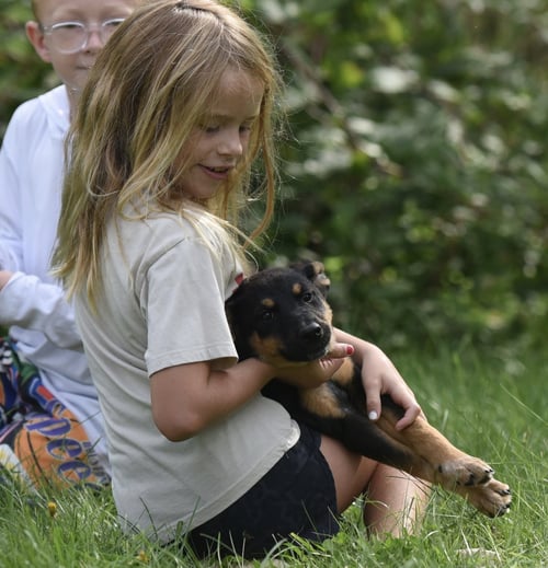 RAYA - Shepherd / Australian Cattle Dog/Blue Heeler available for adoption