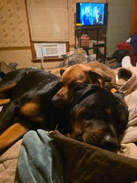 Shepherd and Rotti who need a home - Photo 2