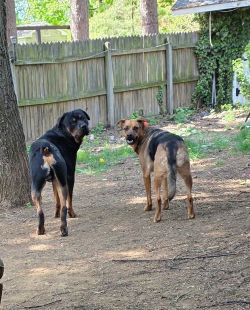 SHEPHERD AND ROTTI WHO NEED A HOME - Rottweiler / Shepherd for adoption in Harrisburg
