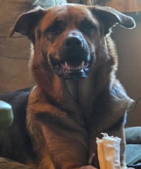 Shepherd and Rotti who need a home - Photo 3