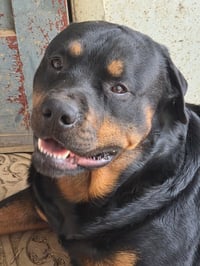 Shepherd and Rotti who need a home - Photo 4
