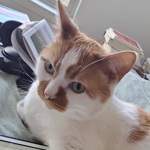 CAZ - Domestic Short Hair available for adoption