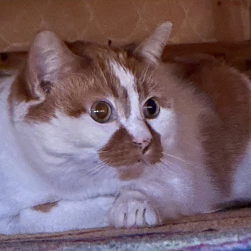 CAZ - Domestic Short Hair available for adoption