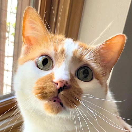 CAZ - Domestic Short Hair available for adoption