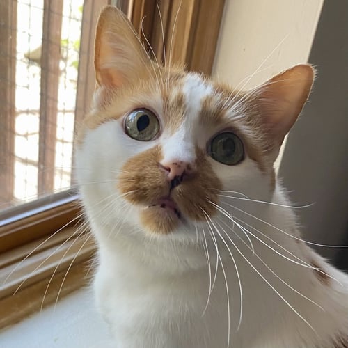 CAZ - Domestic Short Hair available for adoption