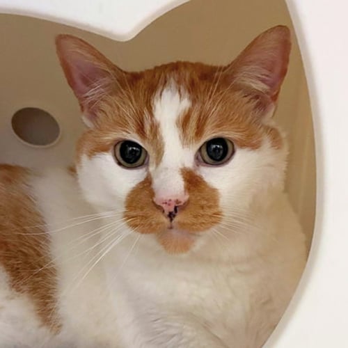 CAZ - Domestic Short Hair available for adoption