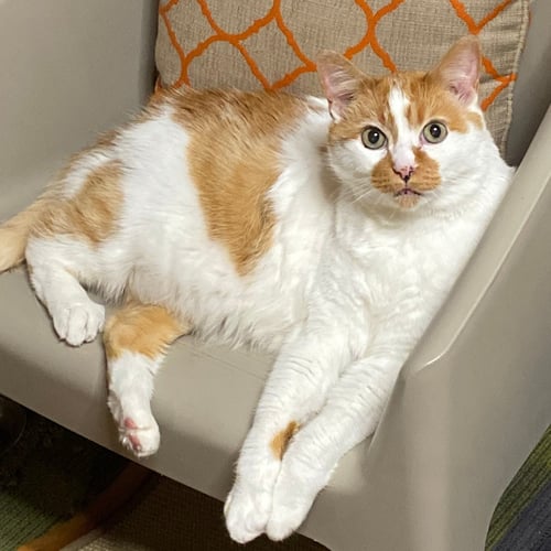 CAZ - Domestic Short Hair available for adoption