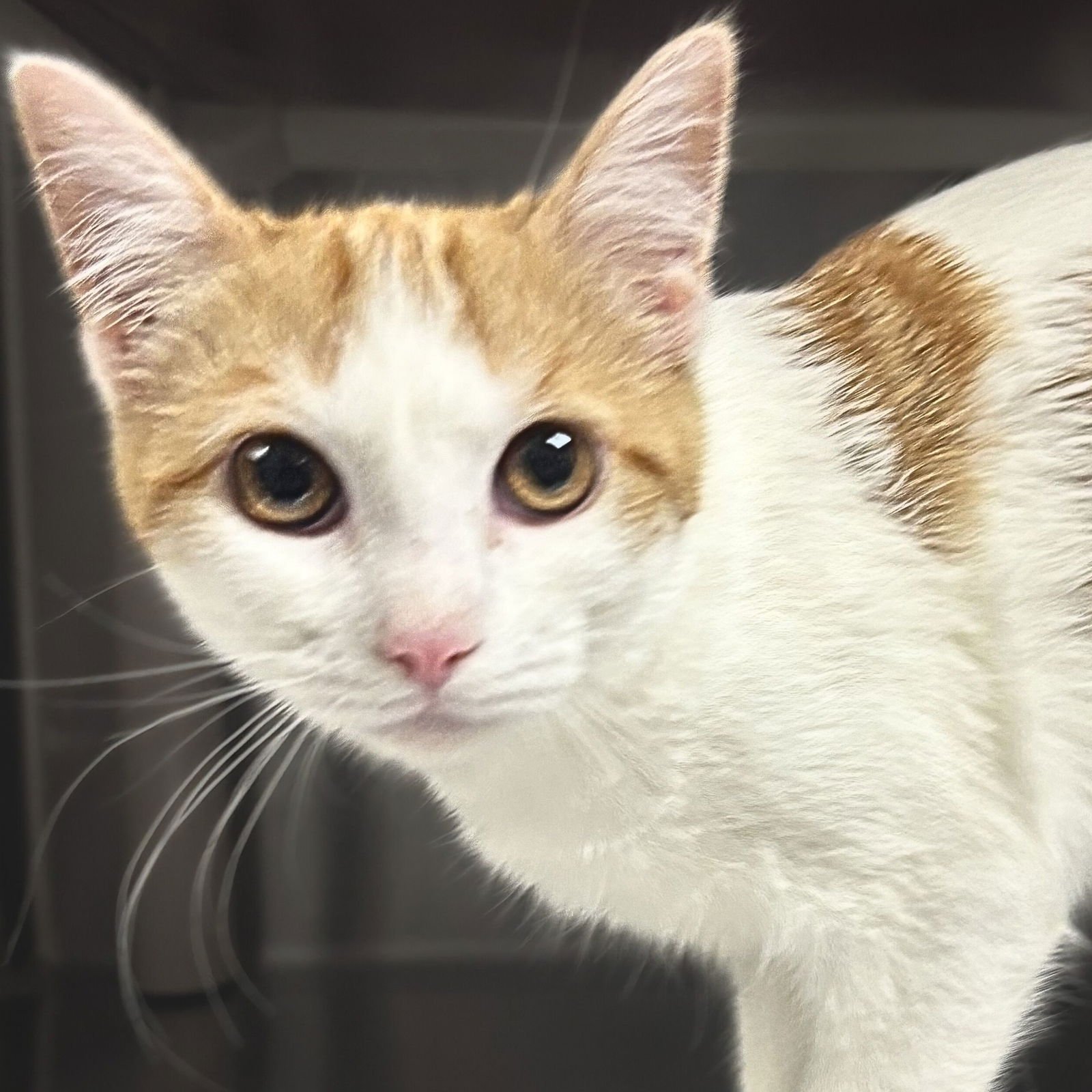 DAY - Domestic Short Hair available for adoption