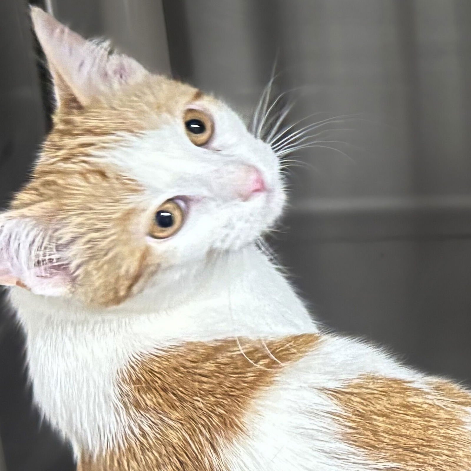 DAY - Domestic Short Hair available for adoption